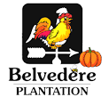 Belvedere Plantation