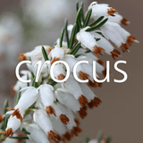 Crocus.co.uk
