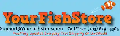 Your Fish Store